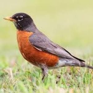 Meet your Posher, Robin